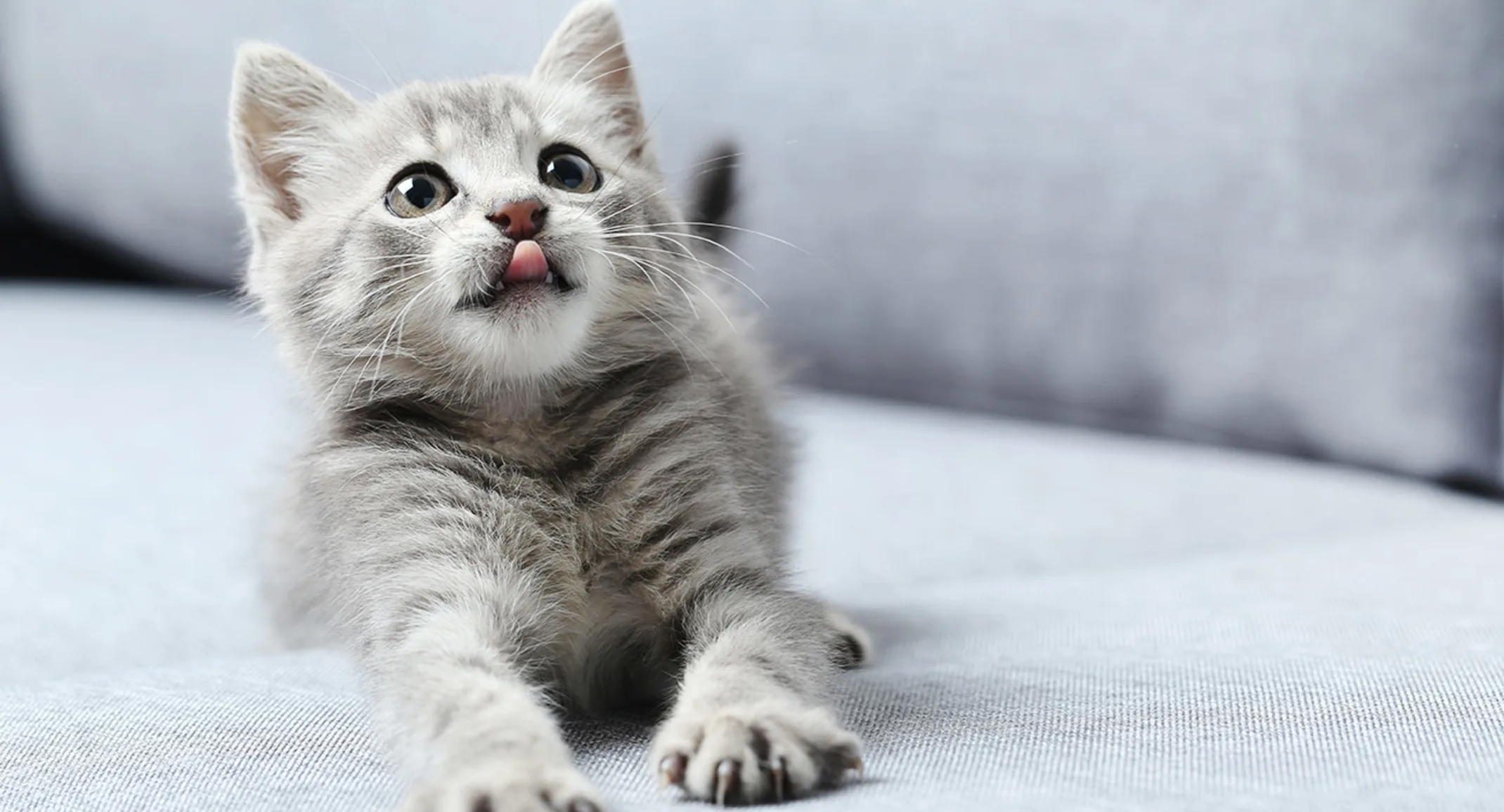 Kitten with tongue out on couch